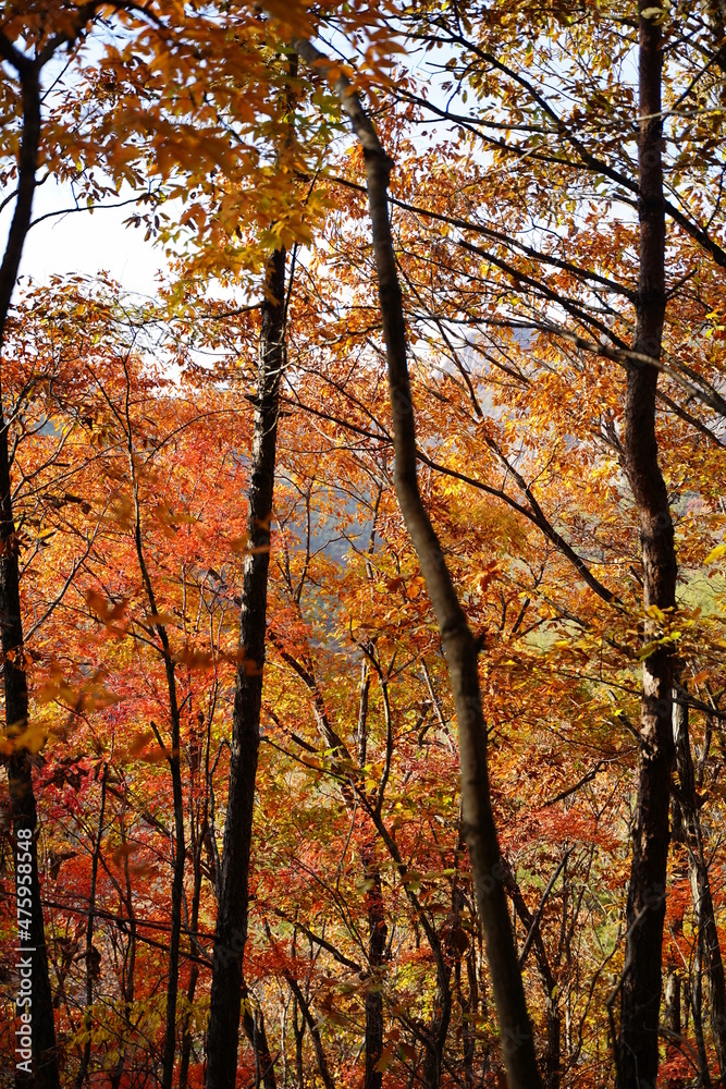 주왕산, Junwang mountain in south Korea, (Cheongsong-gun, Gyeongsangbuk-do, Republic of Korea)