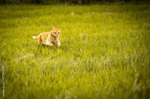 CAT IN THE GRASS 