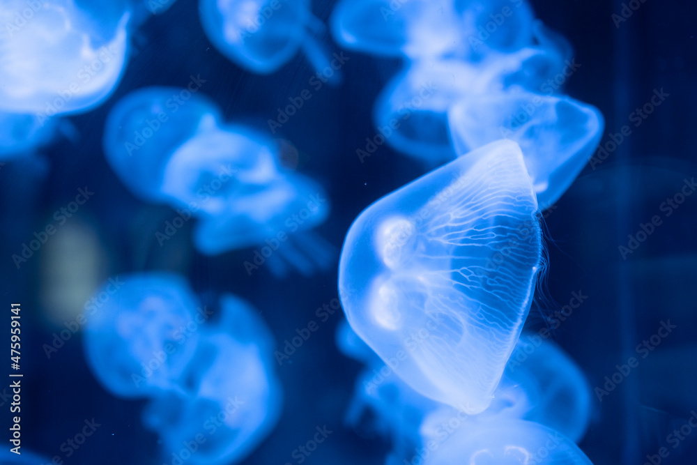 Closeup of Sea Moon jellyfish translucent blue light color and dark background. Closeup of Sea Moon jellyfish translucent blue light color and dark background.