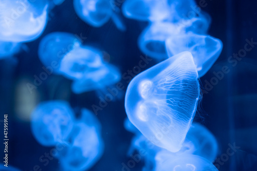 Closeup of Sea Moon jellyfish translucent blue light color and dark background. © loveyousomuch