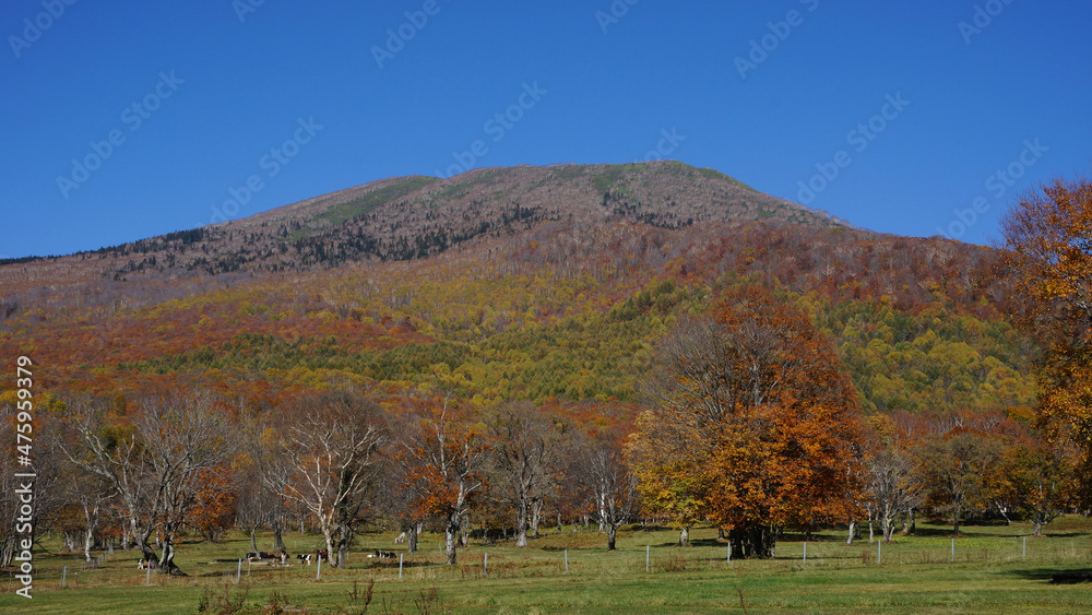 Fototapeta premium Autumn on the plateau
