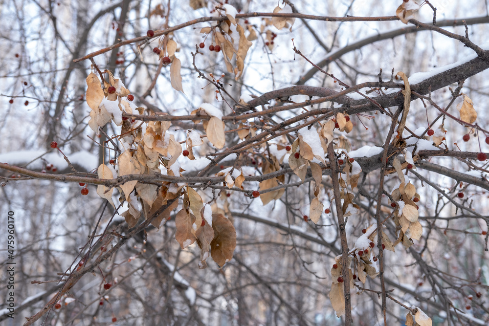 Trees with red berries on the branches that are withered in winter. Cold and snowy weather. Selective focus. Trees with red berries on the branches that are withered in winter. Cold and snowy weather. Selective focus.