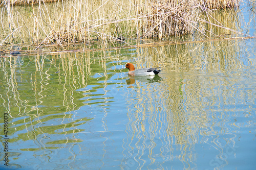 Swimming Wild Duck Lake Park