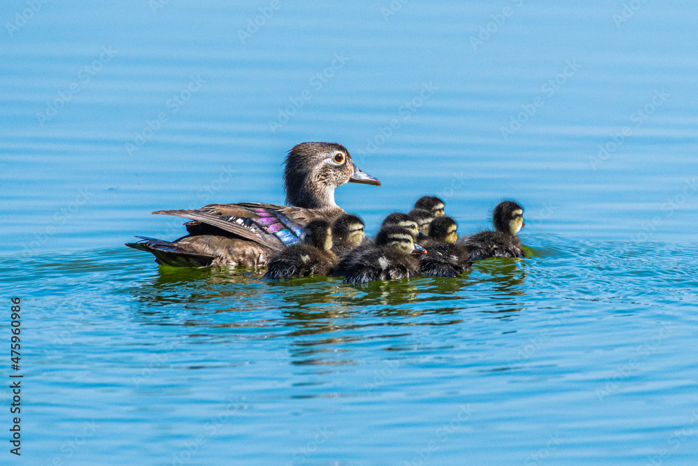 Wood Duck (Aix sponsa) - Female With Fledglings Wood Duck (Aix sponsa) - Female With Fledglings