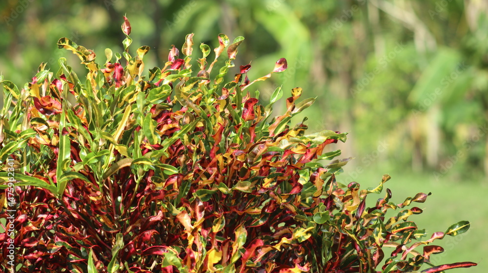 This plant is called Croton Curly Boy This plant is called Croton Curly Boy