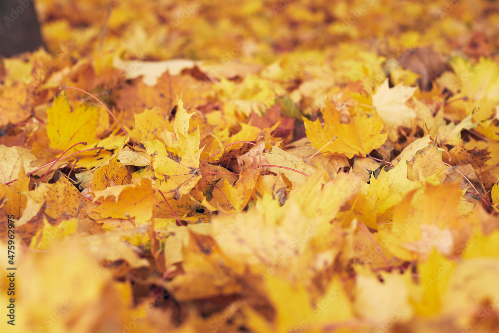 Orange maple leaves lie on the road, a frame of leaves for the background and inscriptions. Concept of autumn. Copy space. Hello autumn. Orange maple leaves lie on the road, a frame of leaves for the background and inscriptions. Concept of autumn. Copy space. Hello autumn.