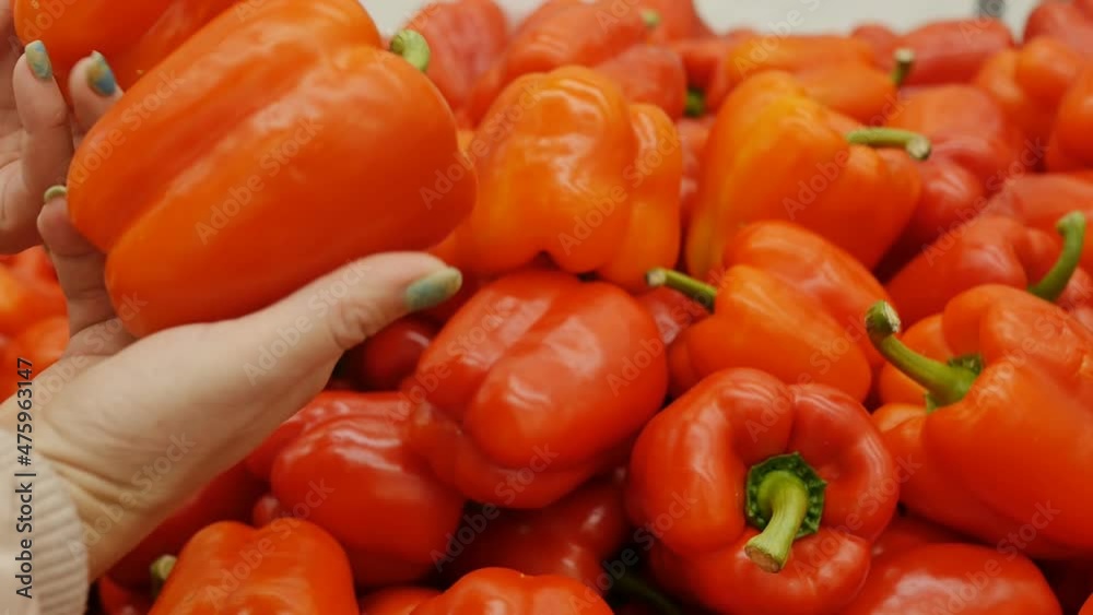 female hands pick red bell pepper in the market by taking one of the two. Bell peppers are a fresh source of vitamin C female hands pick red bell pepper in the market by taking one of the two. Bell peppers are a fresh source of vitamin C