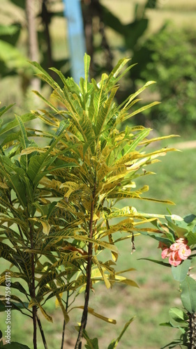 This plant is called Codiaeum variegatum