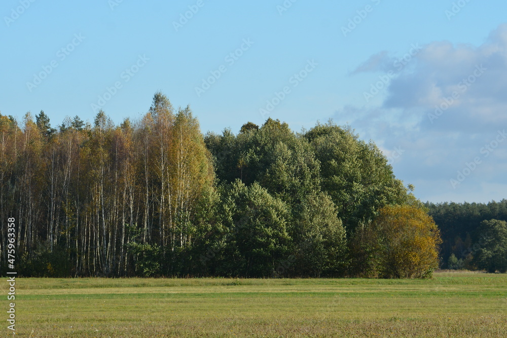 Fototapeta premium jesień