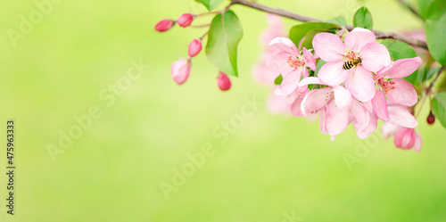 Blooming branch with pink blossoming flowers on delicate pink background with sparkles. Copy space