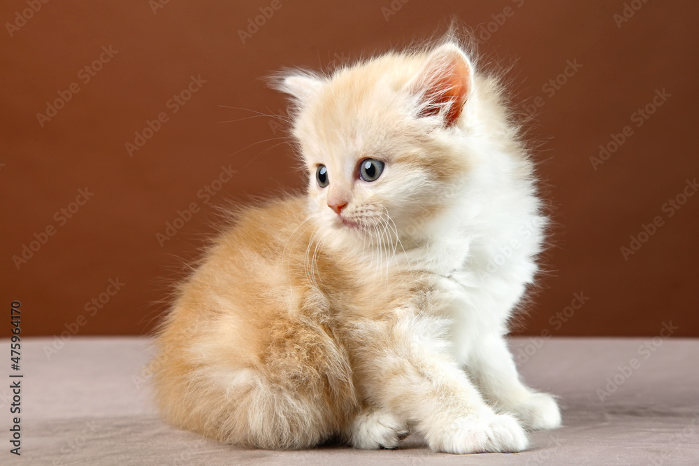 Obraz premium A fluffy kitten sits on a brown background.