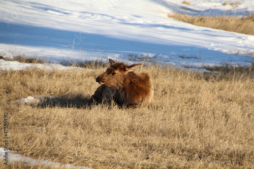 Elk On The Grass, Jasper National Park, Alberta