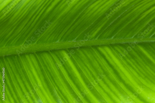 Close-up fresh green leaf it show detail and texture  greenery nature background