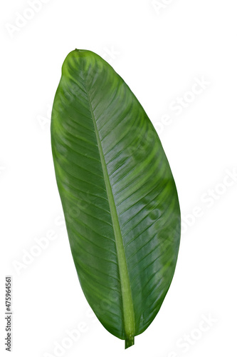 Fresh long green leaves from ornamental plant for home on greenery garden  isolated on white background 