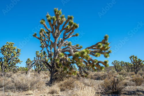 A vegetation community dominated by large yuccas at the Wee Thump Joshua Tree Wilderness Area. © Dominic Gentilcore