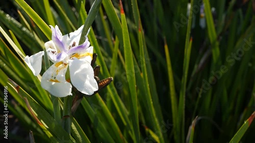 White iris flower blossom, gardening in California, USA. Delicate bloom in spring morning garden, drops of fresh dew on petals. springtime flora in soft focus. Natural botanical close up background. photo
