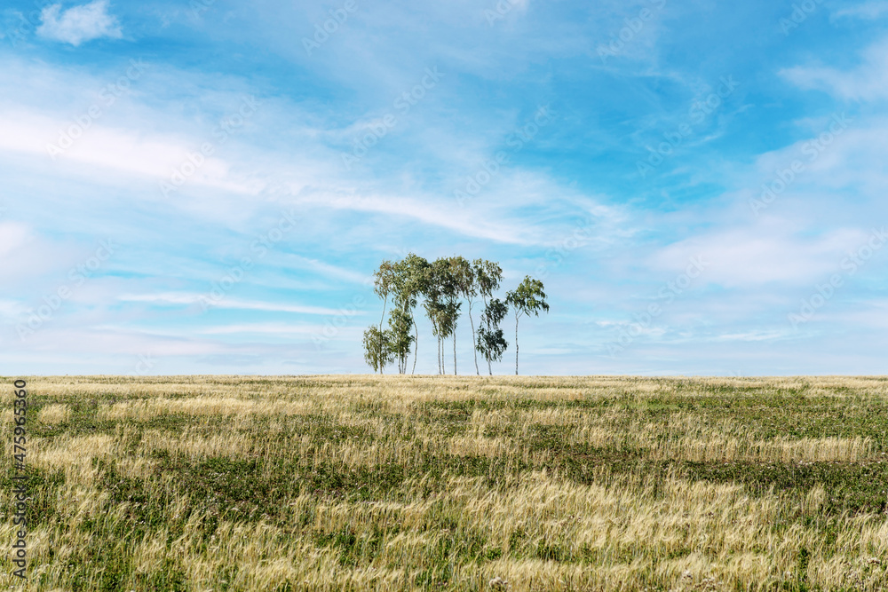 Small birch grove in the summer steppe. The picture was taken in Russia, in the Chelyabinsk region Small birch grove in the summer steppe. The picture was taken in Russia, in the Chelyabinsk region