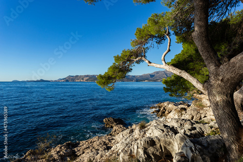 Rocky beach with crystalic clean sea water with pine tree on the coast of Adriatic Sea, Croatia.