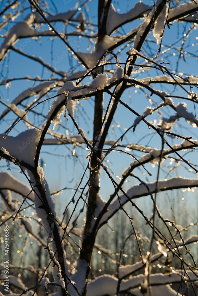 Birch branches covered with snow and ice in the rays of the winter sun against the blue sky Birch branches covered with snow and ice in the rays of the winter sun against the blue sky