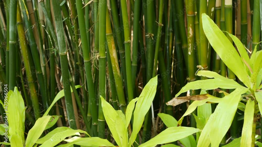 Bamboo forest, exotic asian tropical atmosphere. Green trees in meditative feng shui zen garden. Quiet calm grove, morning harmony freshness in thicket. Japanese or chinese natural oriental aesthetic. Bamboo forest, exotic asian tropical atmosphere. Green trees in meditative feng shui zen garden. Quiet calm grove, morning harmony freshness in thicket. Japanese or chinese natural oriental aesthetic.