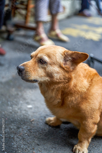 A cute yellow corgi crossbreed dog