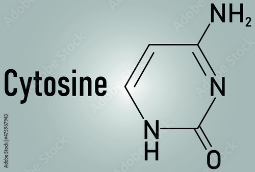 Cytosine pyrimidine nucleobase component. One of the bases found in DNA and RNA. Skeletal formula.