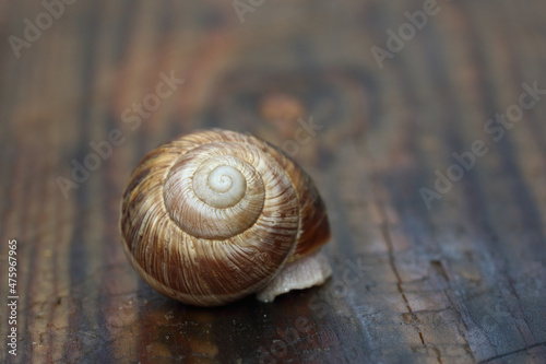 snail on wet wood
