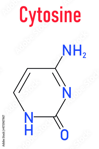 Cytosine pyrimidine nucleobase component. One of the bases found in DNA and RNA. Skeletal formula.