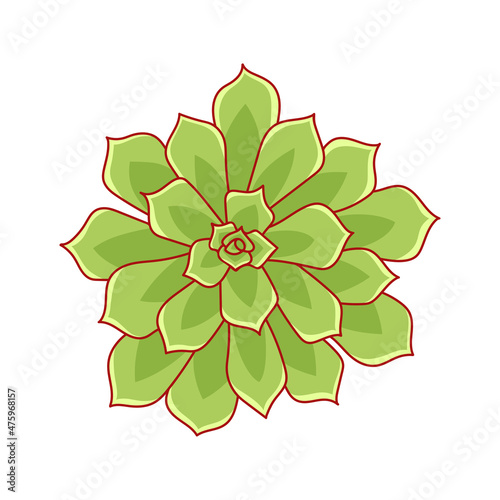 Succulent echeveria pulidonis in cartoon style. Desert flower green rose. House plant for print and design. Vector illustration, isolated element on a white bakcground