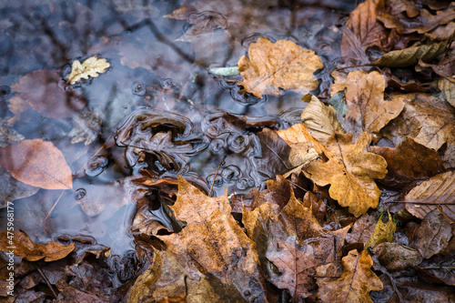 leaves in the reflective lake