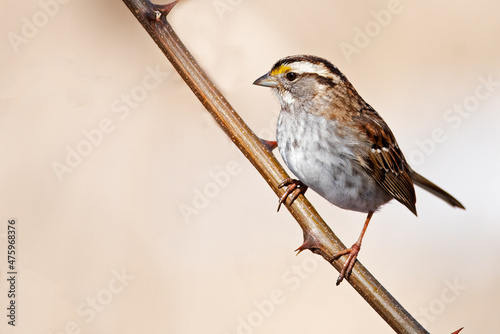 White-throated Sparrow Standing on a Branch