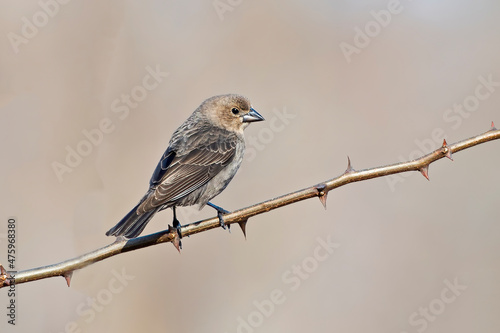 Female Brown-headed Cowbird on Branch