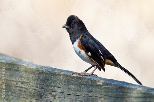 Male Eastern Towhee Standing on a Wooden Fence photo