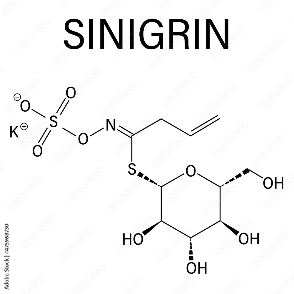 Sinigrin glucosinolate molecule. Present in some cruciferous vegetables like Brussels sprouts, broccoli, black mustard, etc. Skeletal formula.