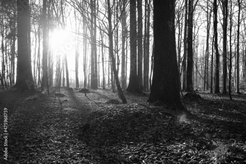 Schwarz-Weiss - Morgensonne scheint durch den Wald