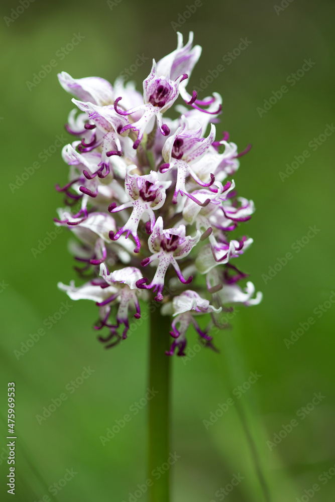 Beautiful orchid flowers in a blurry background White and purple orchid flower in nature - selective focus Beautiful orchid flowers in a blurry background White and purple orchid flower in nature - selective focus
