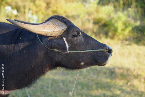 buffalo in the field
