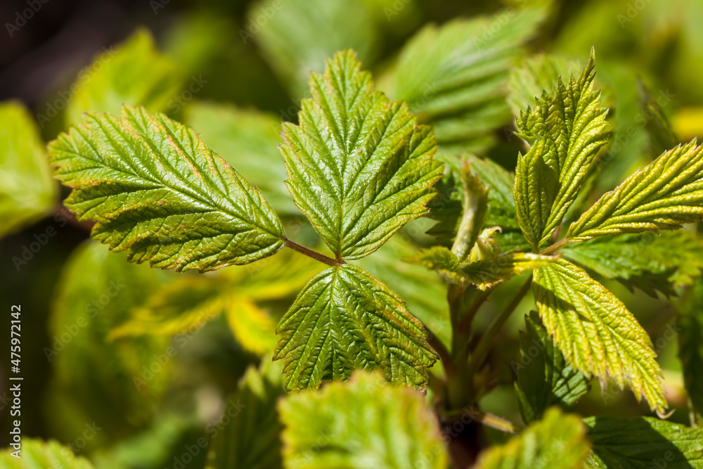 green leaves of raspberry bushes in the spring season green leaves of raspberry bushes in the spring season