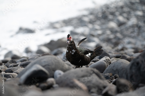 Warty Duck on Madeira Beach
