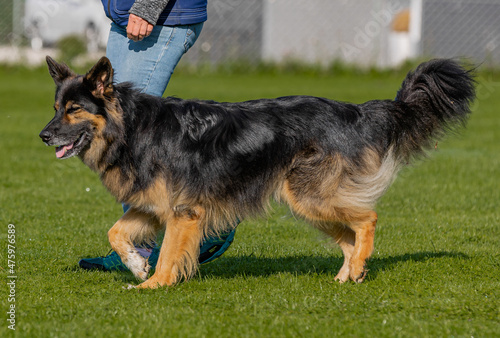 Side view of a cute German Shepherd Border Collie mixed breed dog on the green grass at a traini photo