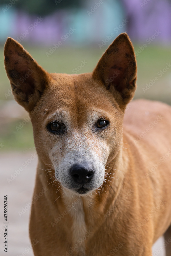 street dog looking