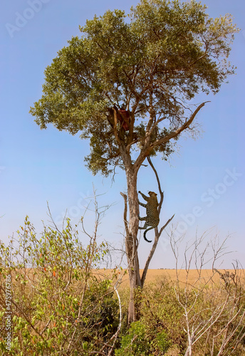 Léopard grimpe en haut dans un arbre, il y a la carcasse d'un Gnou, c'est le repas du Léopard
