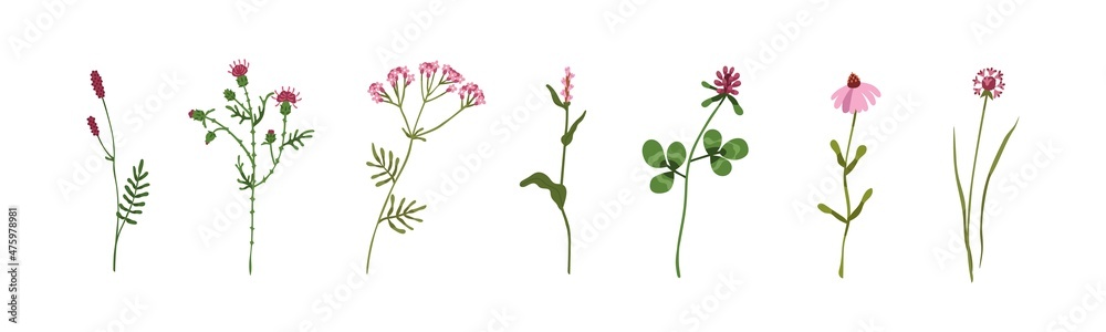 Wild flowers, field herbs set. Floral herbal plants with leaf and blooms. Different delicate meadow wildflowers of pink color. Botanical flat vector illustrations isolated on white background - obrazy, fototapety, plakaty 
