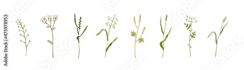 Wild plants, grass and flowers. Botanical set of field and meadow herbs with leaf. Delicate herbal sprigs. Fresh herbaceous flora. Colored flat vector illustrations isolated on white background