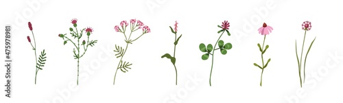 Fotografie, Obraz Wild flowers, field herbs set