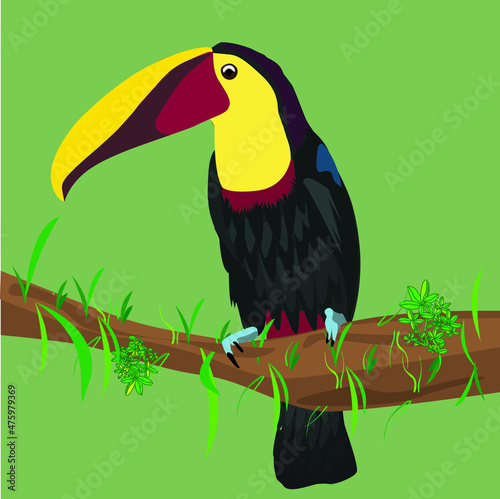 toucan on the tree