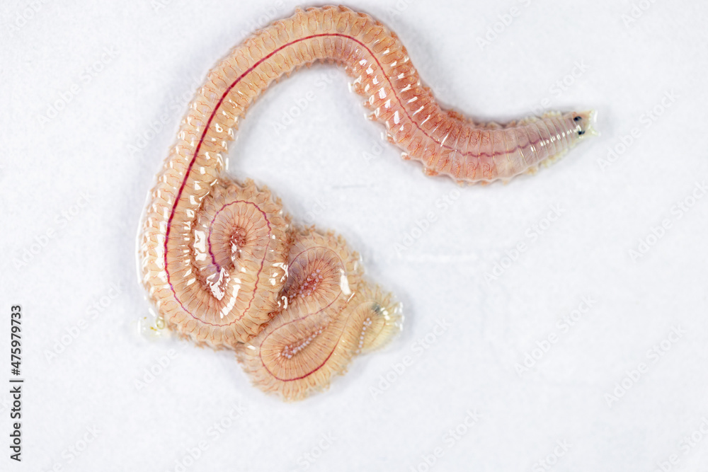 Sand Worm (Perinereis sp.) is the same species as sea worms (Polychaete),  Living in a beach area with relatively shallow water levels for education  in laboratory. Stock Photo