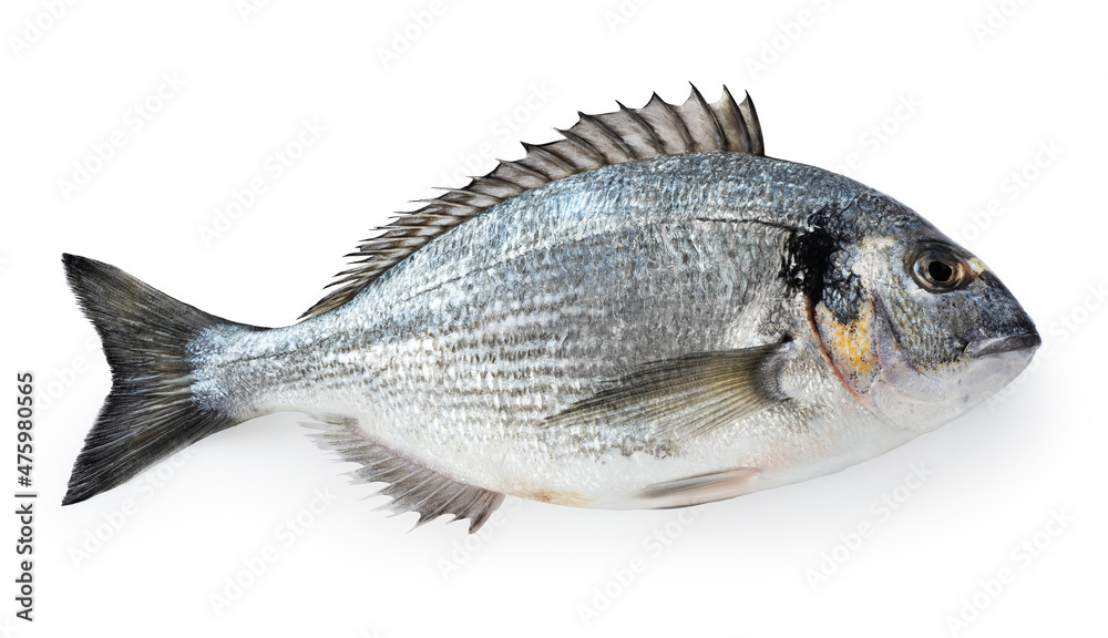 Obraz premium Gilt-head bream (dorade) isolated on white background. With clipping path.
