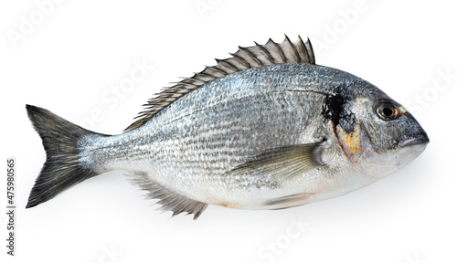 Gilt-head bream (dorade) isolated on white background. With clipping path. photo
