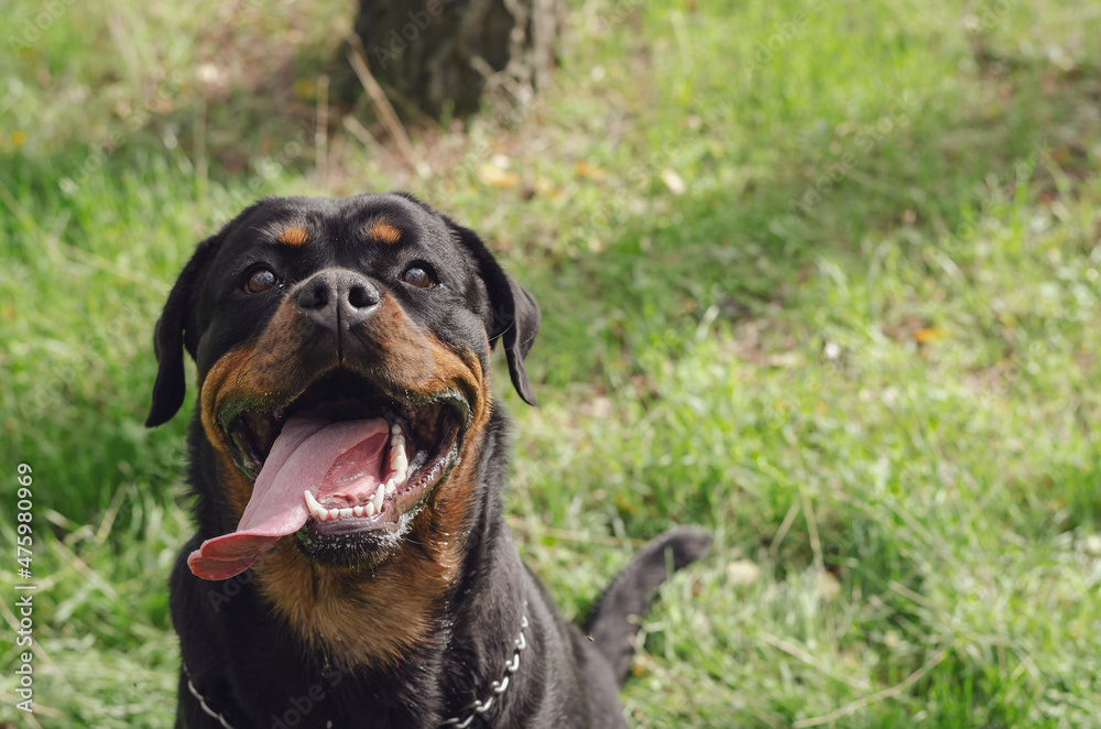 Lucky black dog. Portrait of a female Rottweiler Lucky black dog. Portrait of a female Rottweiler